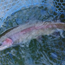 ナイスサイズ連発！ ～岡崎トラウトポンド～